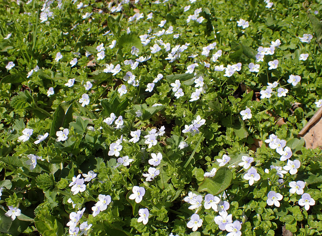 Image of Veronica filiformis specimen.