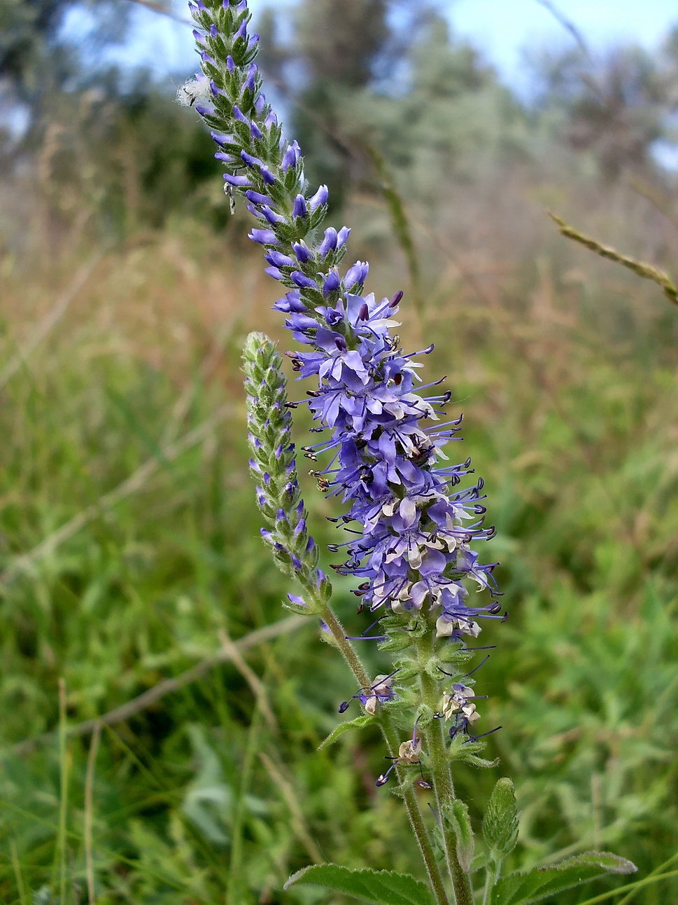 Image of Veronica spicata specimen.