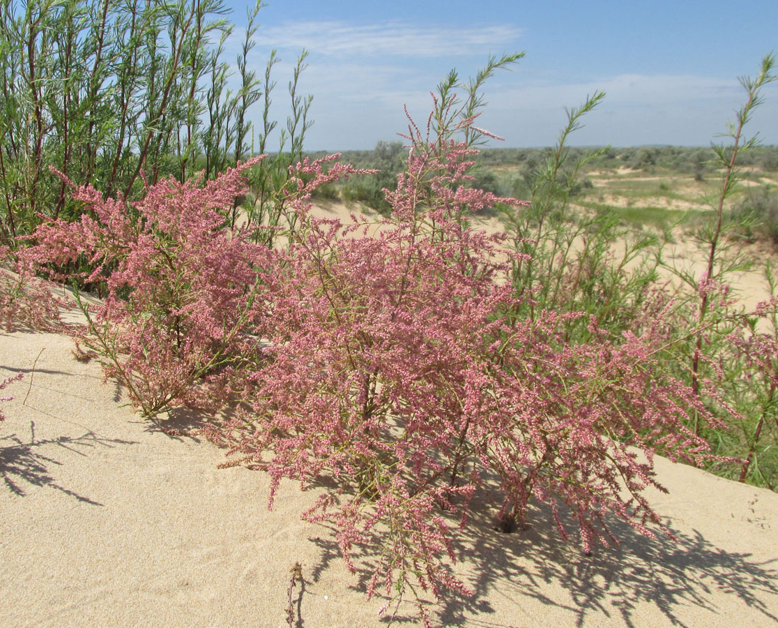 Image of Tamarix ramosissima specimen.