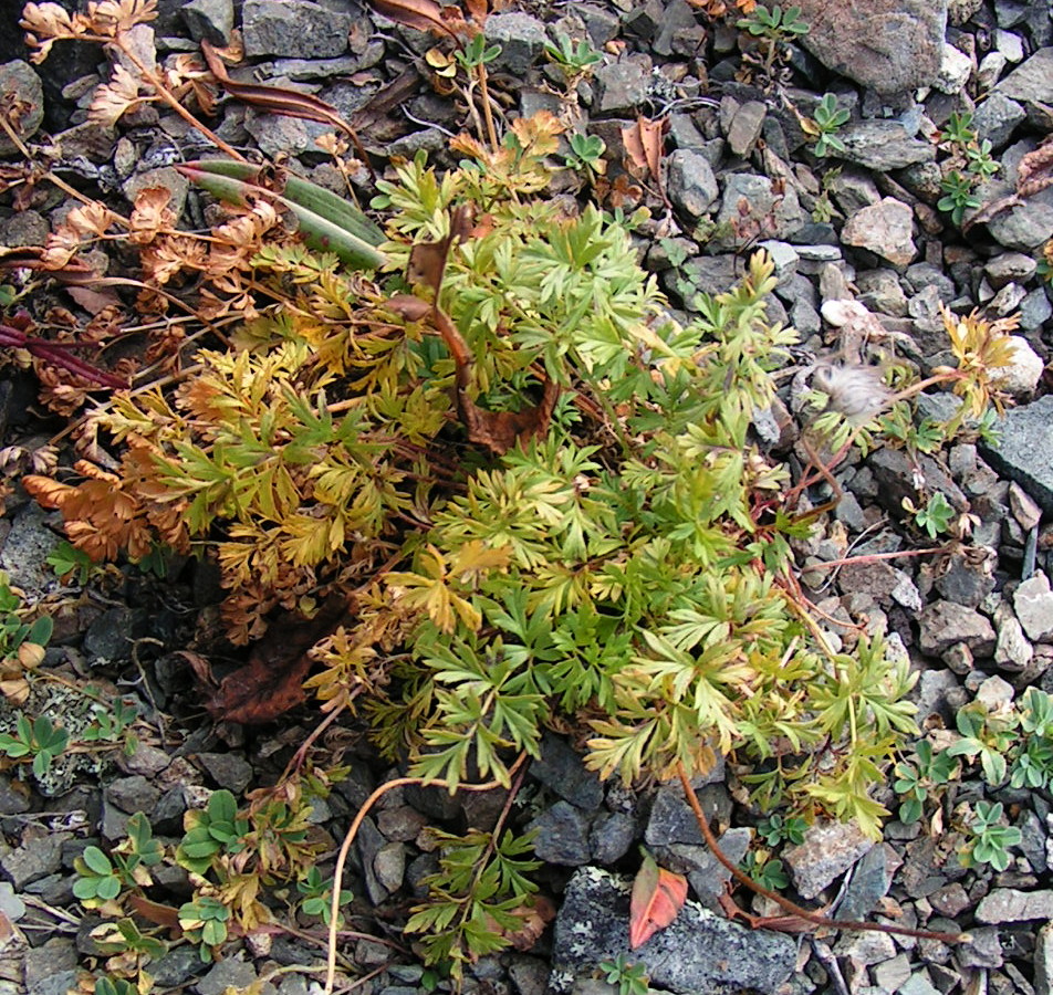 Image of Pulsatilla campanella specimen.