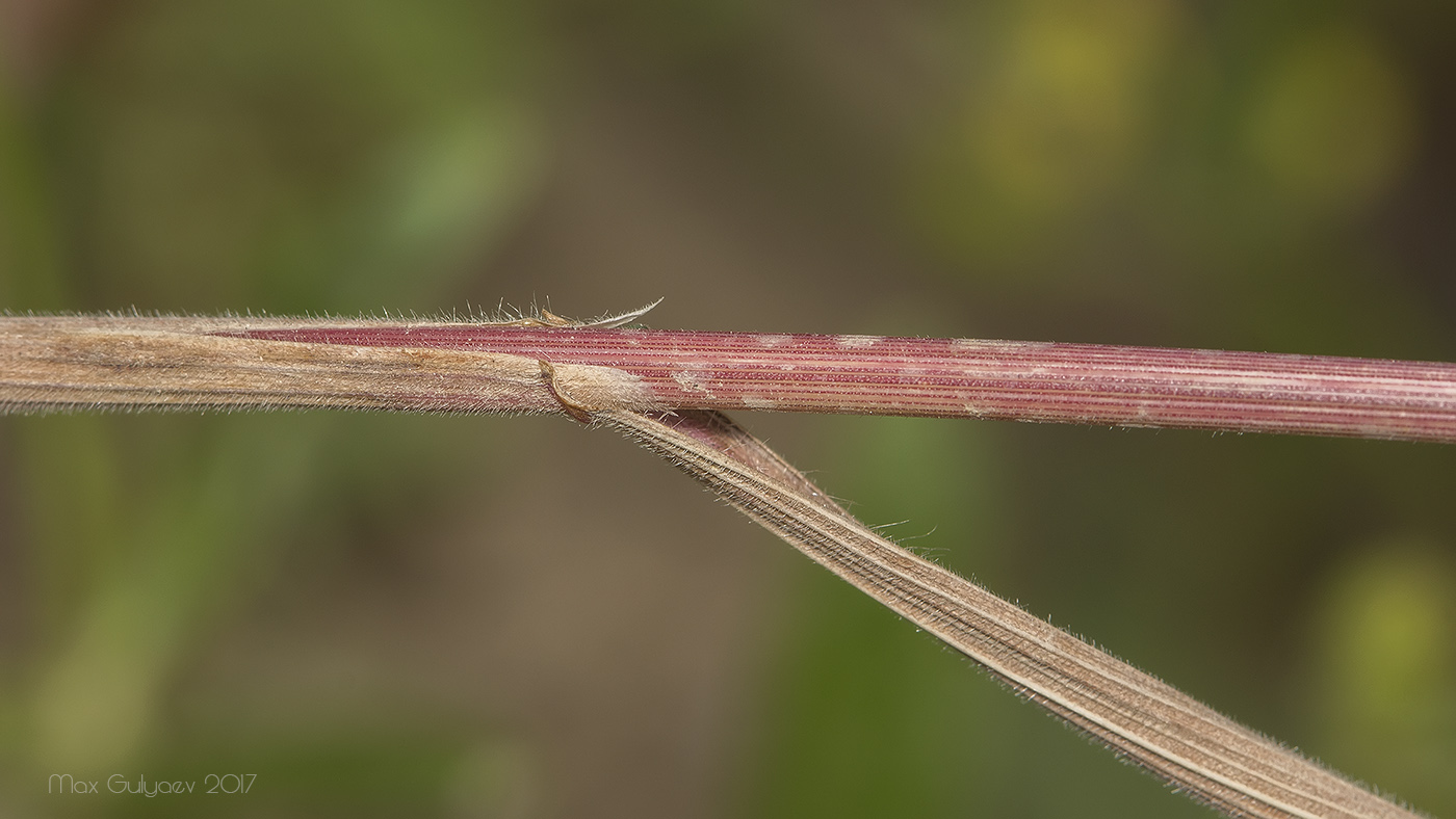 Image of Bromus arvensis specimen.