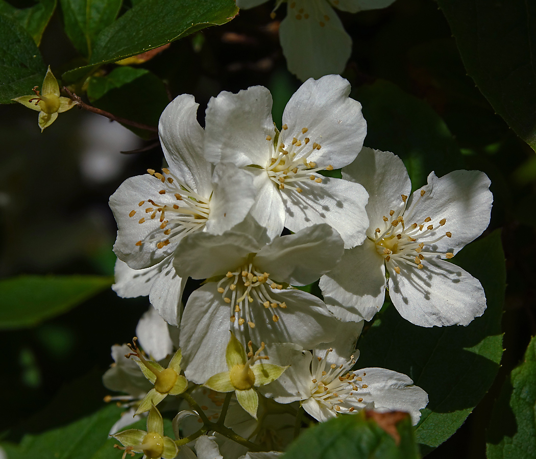 Изображение особи род Philadelphus.