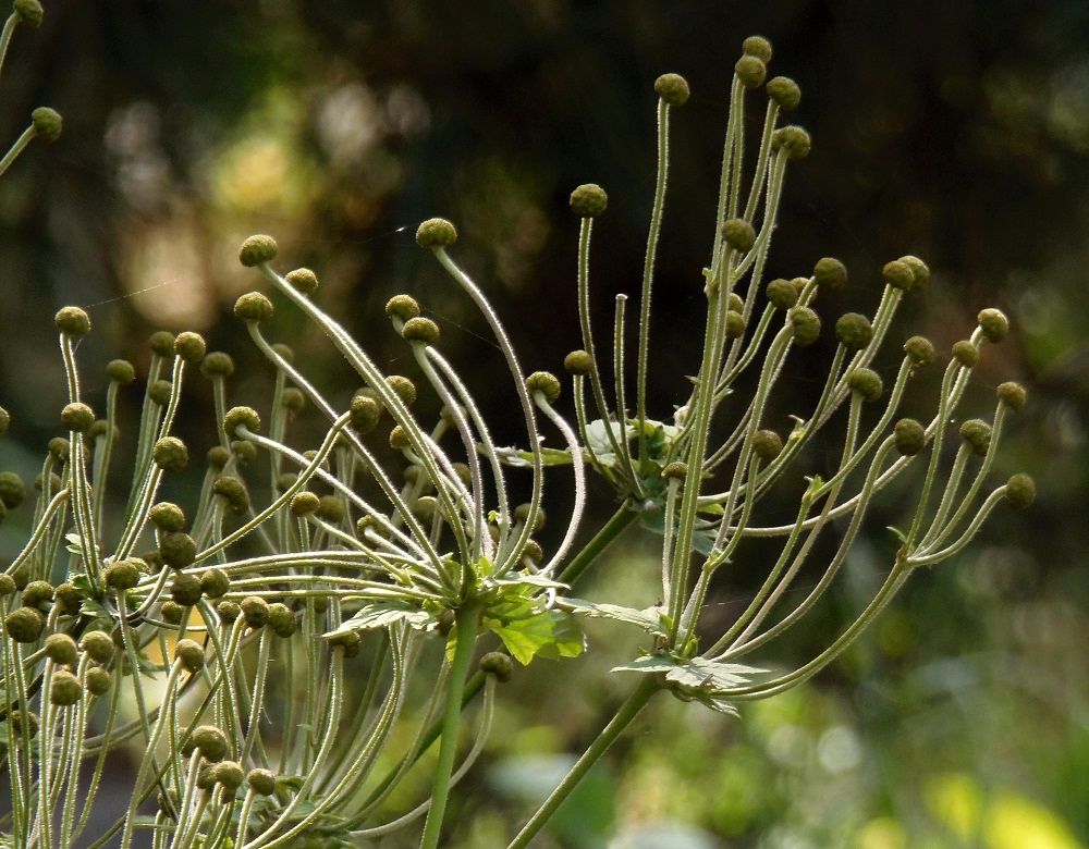 Изображение особи Anemone hupehensis.