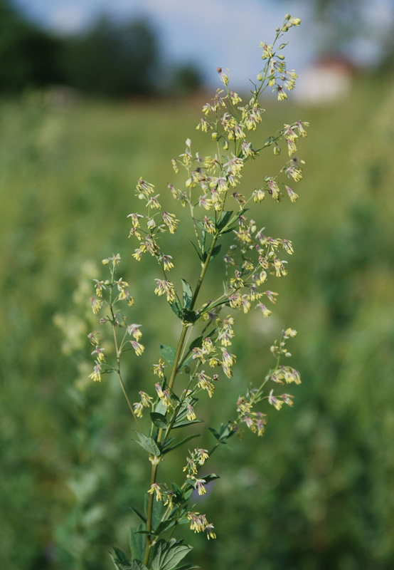 Image of Thalictrum simplex specimen.