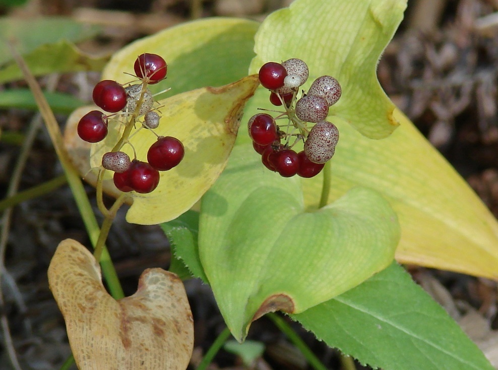 Image of Maianthemum bifolium specimen.