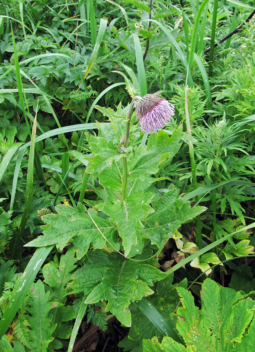 Изображение особи Cirsium kamtschaticum.