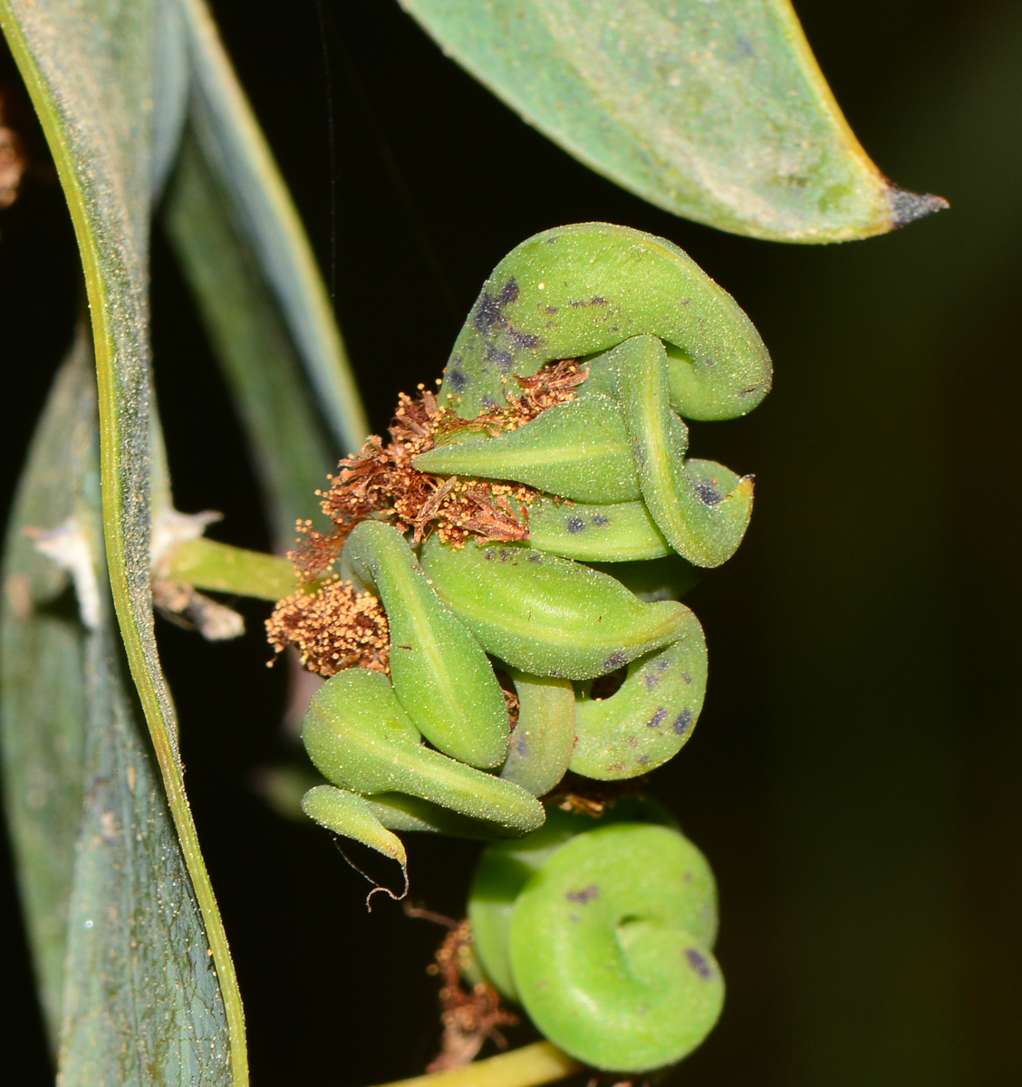 Image of Acacia glaucoptera specimen.