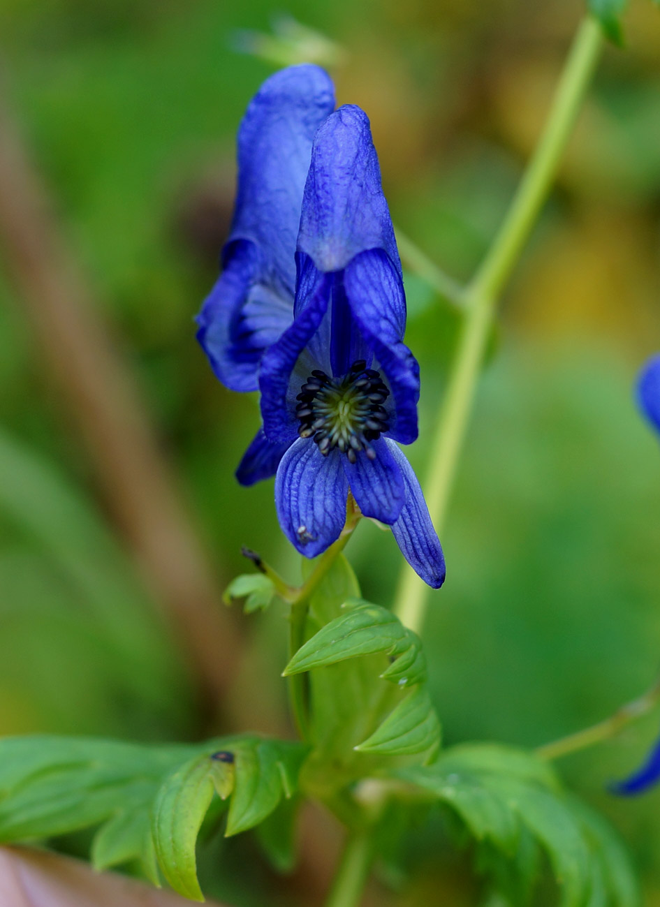 Изображение особи Aconitum fischeri.