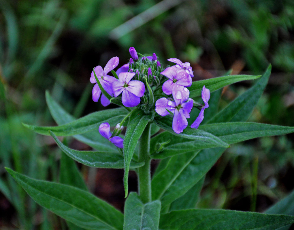 Hesperis sibirica l