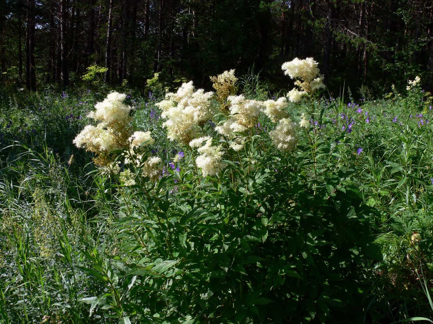 Image of Filipendula ulmaria specimen.