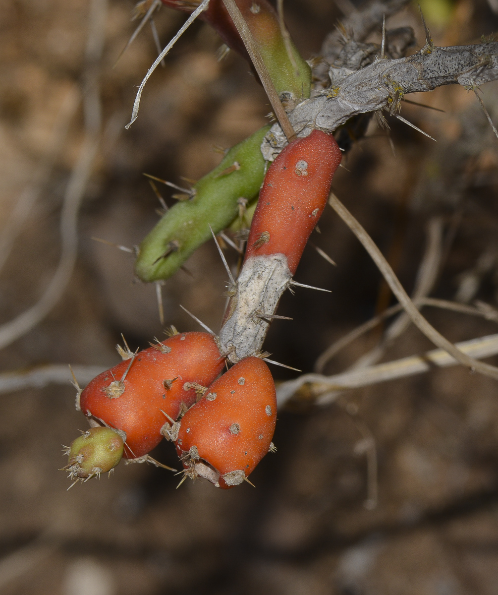 Изображение особи Cylindropuntia leptocaulis.