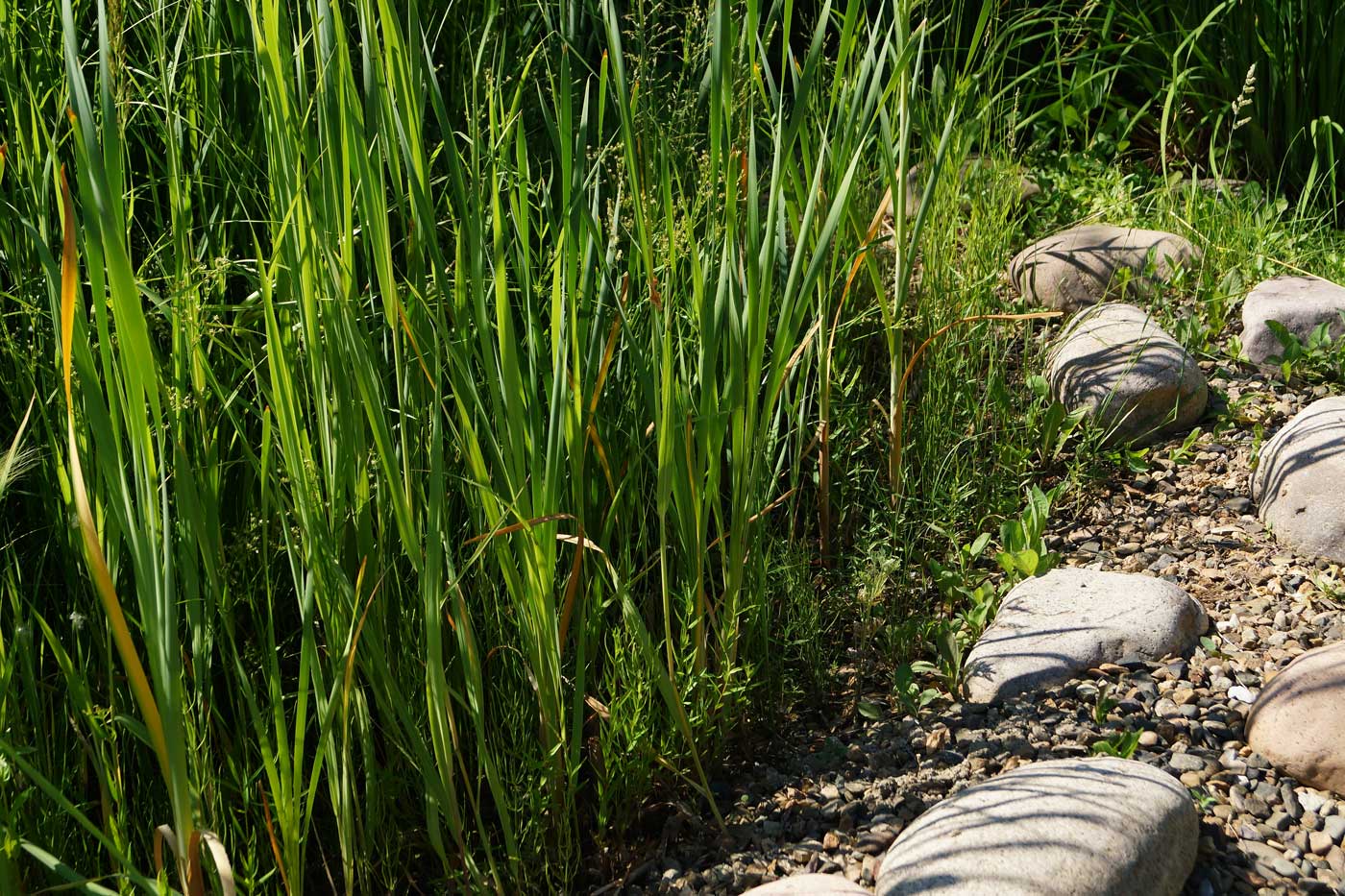 Изображение особи род Calamagrostis.