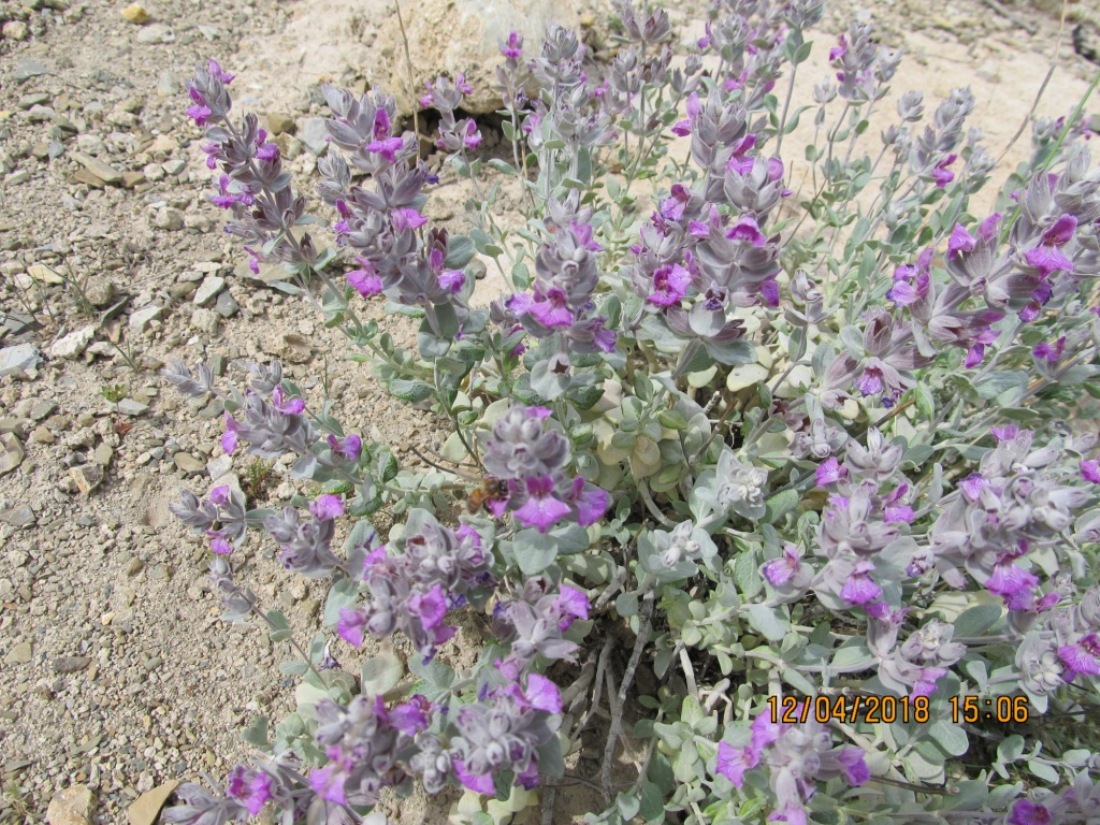 Image of Stachys inflata specimen.