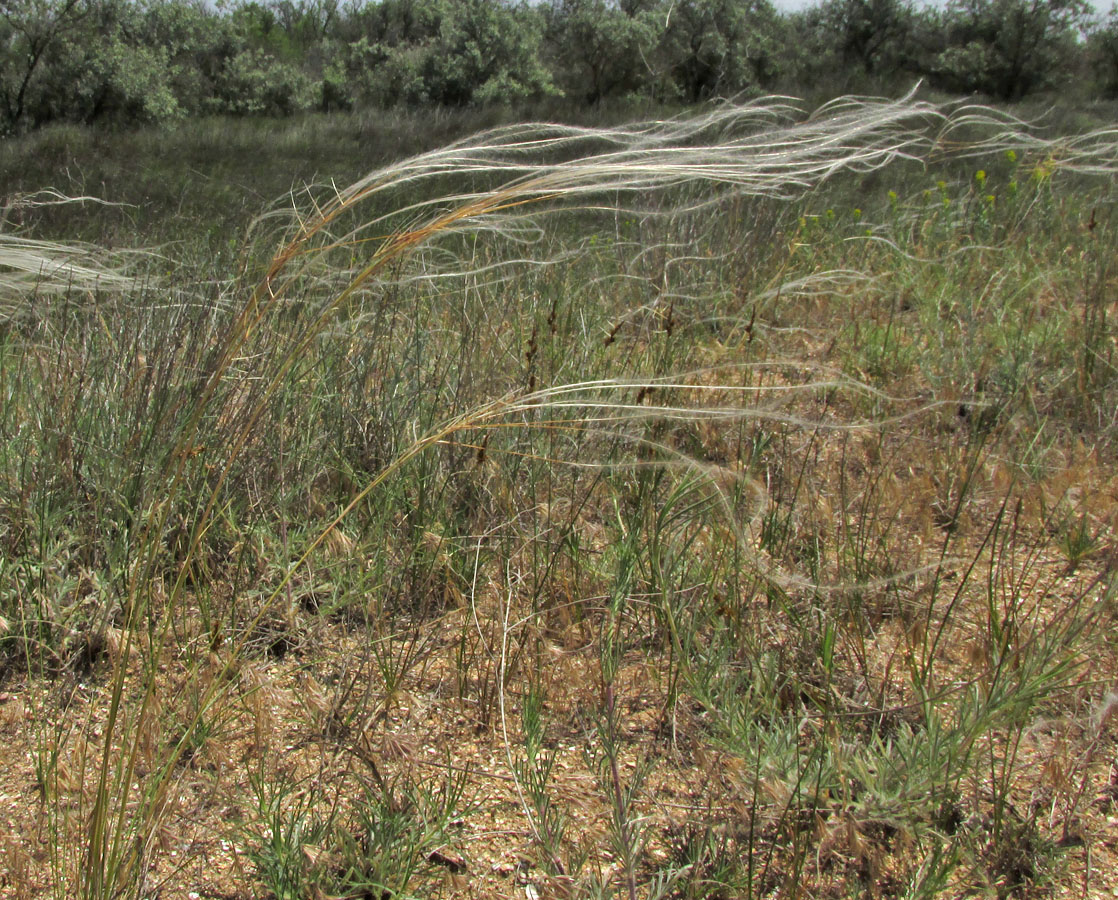 Image of Stipa borysthenica specimen.