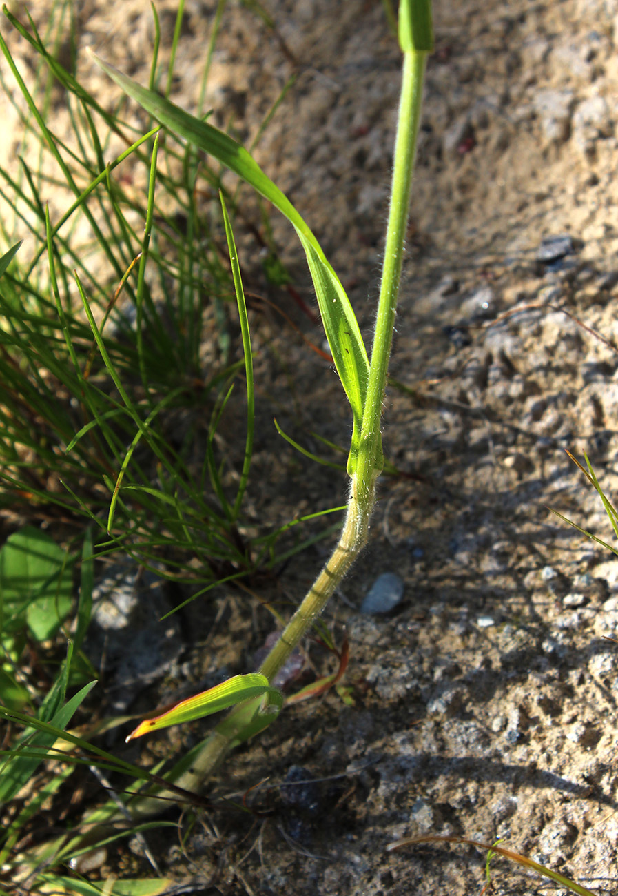 Image of Bromus hordeaceus specimen.