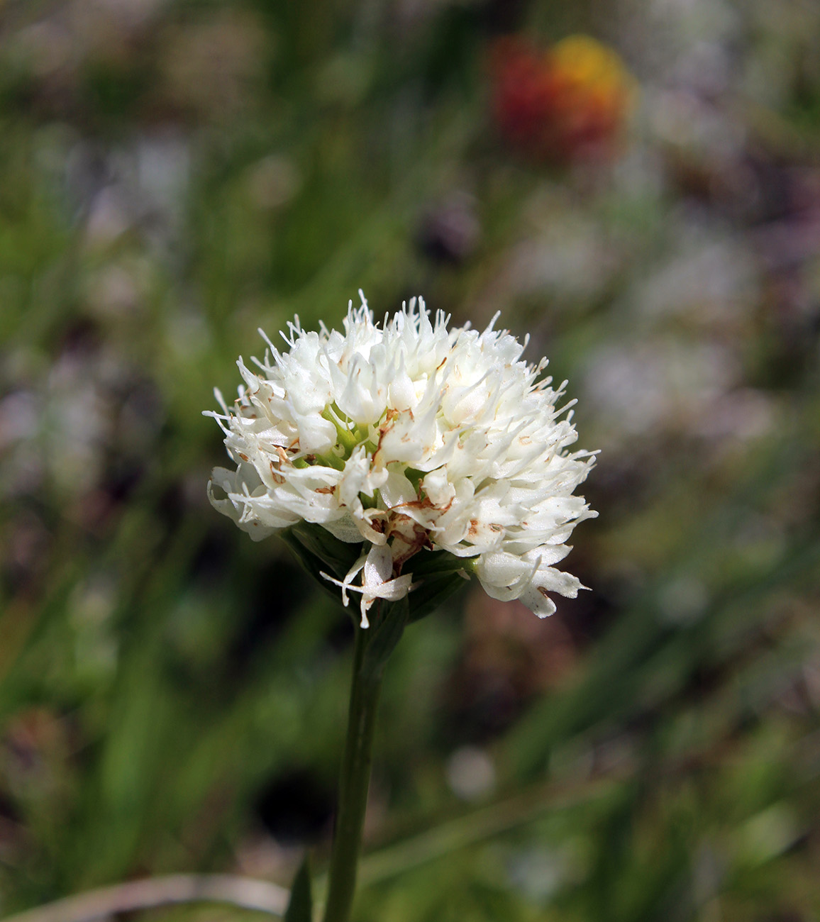 Image of Traunsteinera sphaerica specimen.