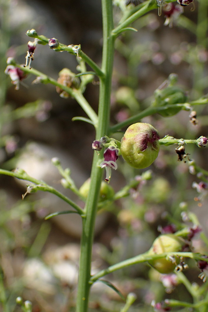 Image of Scrophularia bicolor specimen.