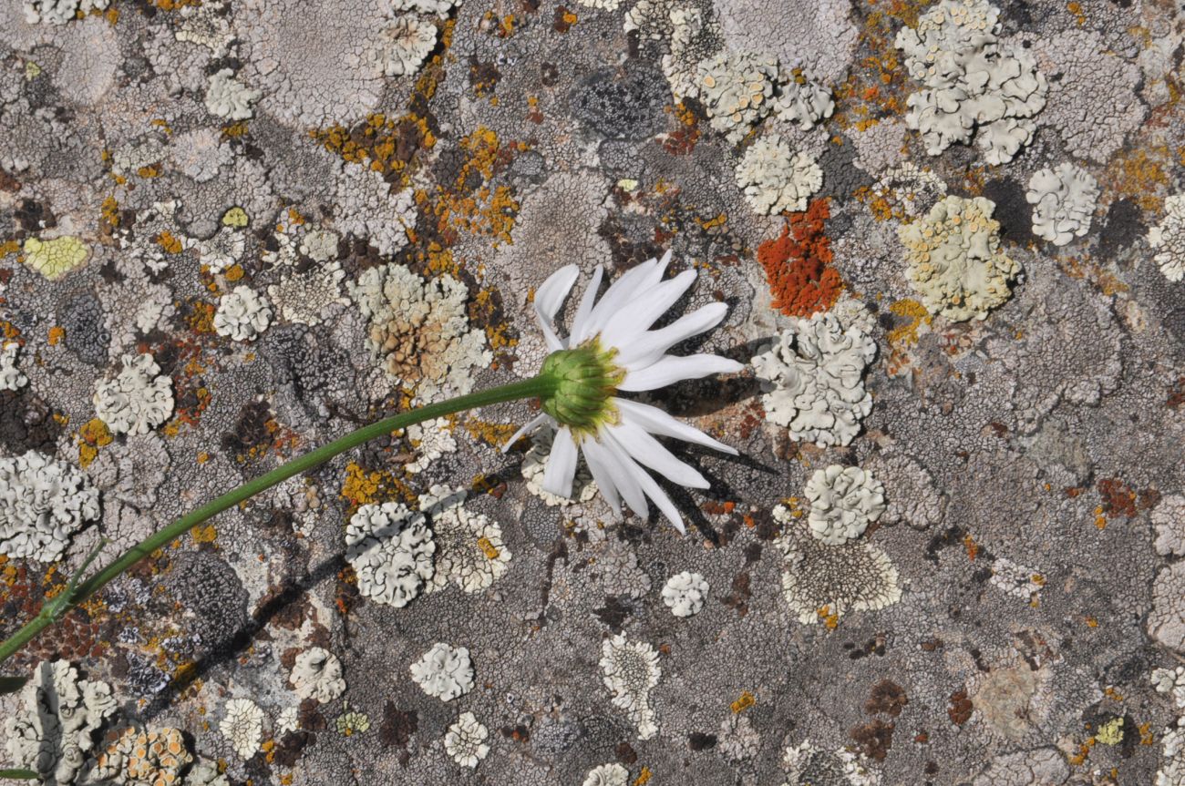 Изображение особи Leucanthemum vulgare.