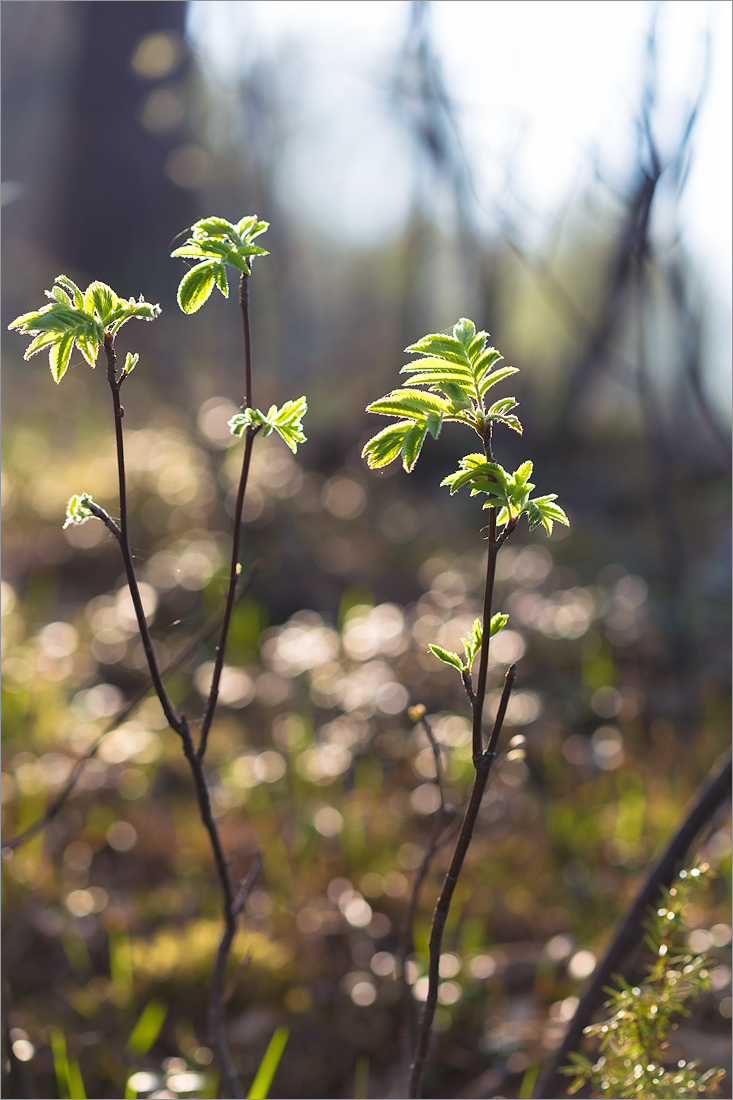 Изображение особи Sorbus aucuparia.