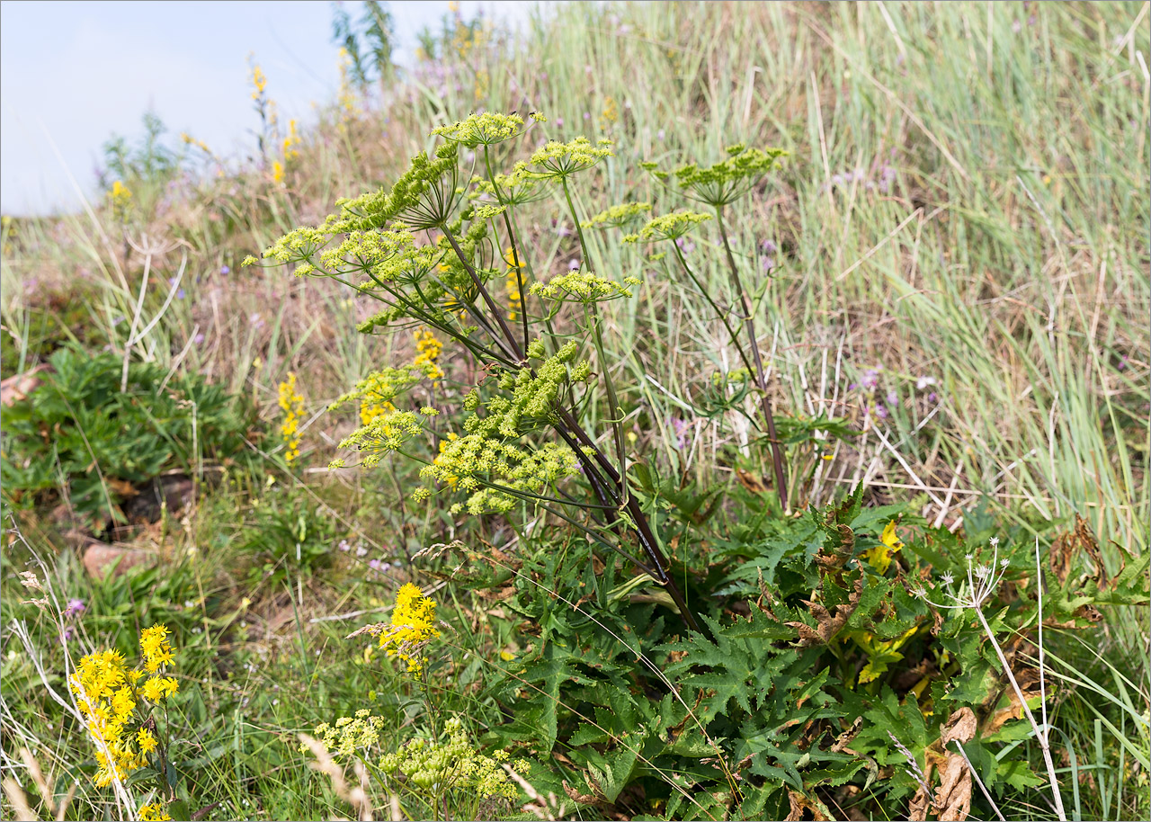 Image of Heracleum sibiricum specimen.