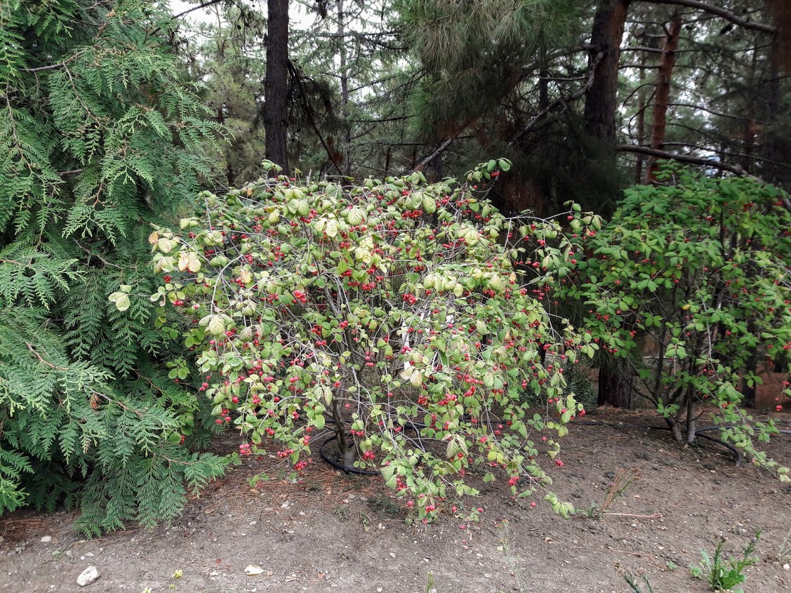 Изображение особи род Euonymus.