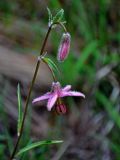 Lilium pilosiusculum. Верхушка побега с цветком и бутоном. Алтай, Катунский хребет, берег оз. Нижнее Мультинское, ≈ 1600 м н.у.м., опушка хвойного леса. 30.06.2018.