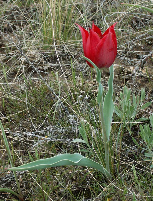 Image of Tulipa suaveolens specimen.