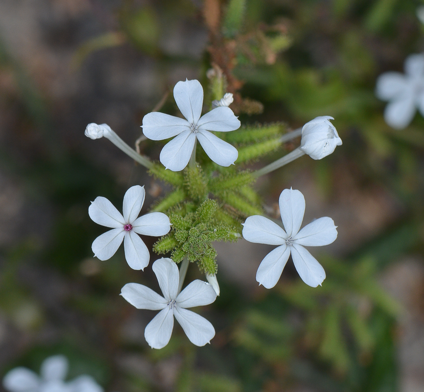 Изображение особи Plumbago zeylanica.