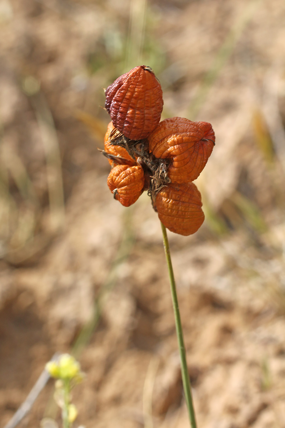 Image of Carex physodes specimen.