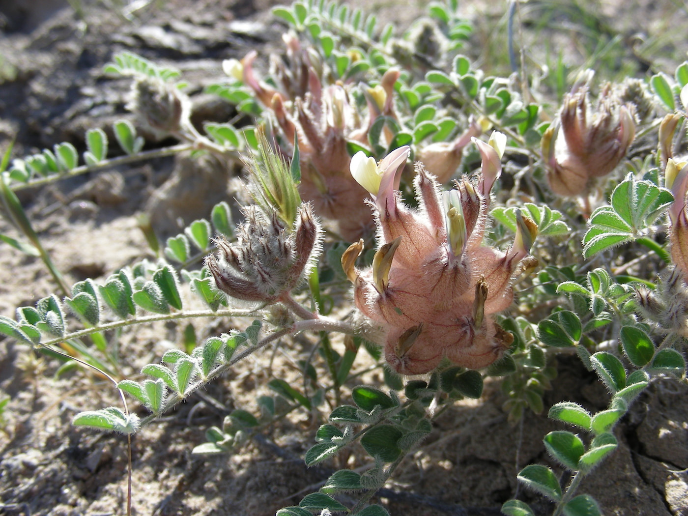 Изображение особи Astragalus chaetodon.