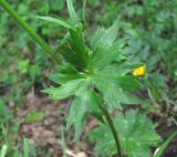 genus Ranunculus. Стеблевой лист. Дагестан, Акушинский р-н, окр. с. Акуша, ок. 1800 м н.у.м., опушка березняка. 06.06.2019.