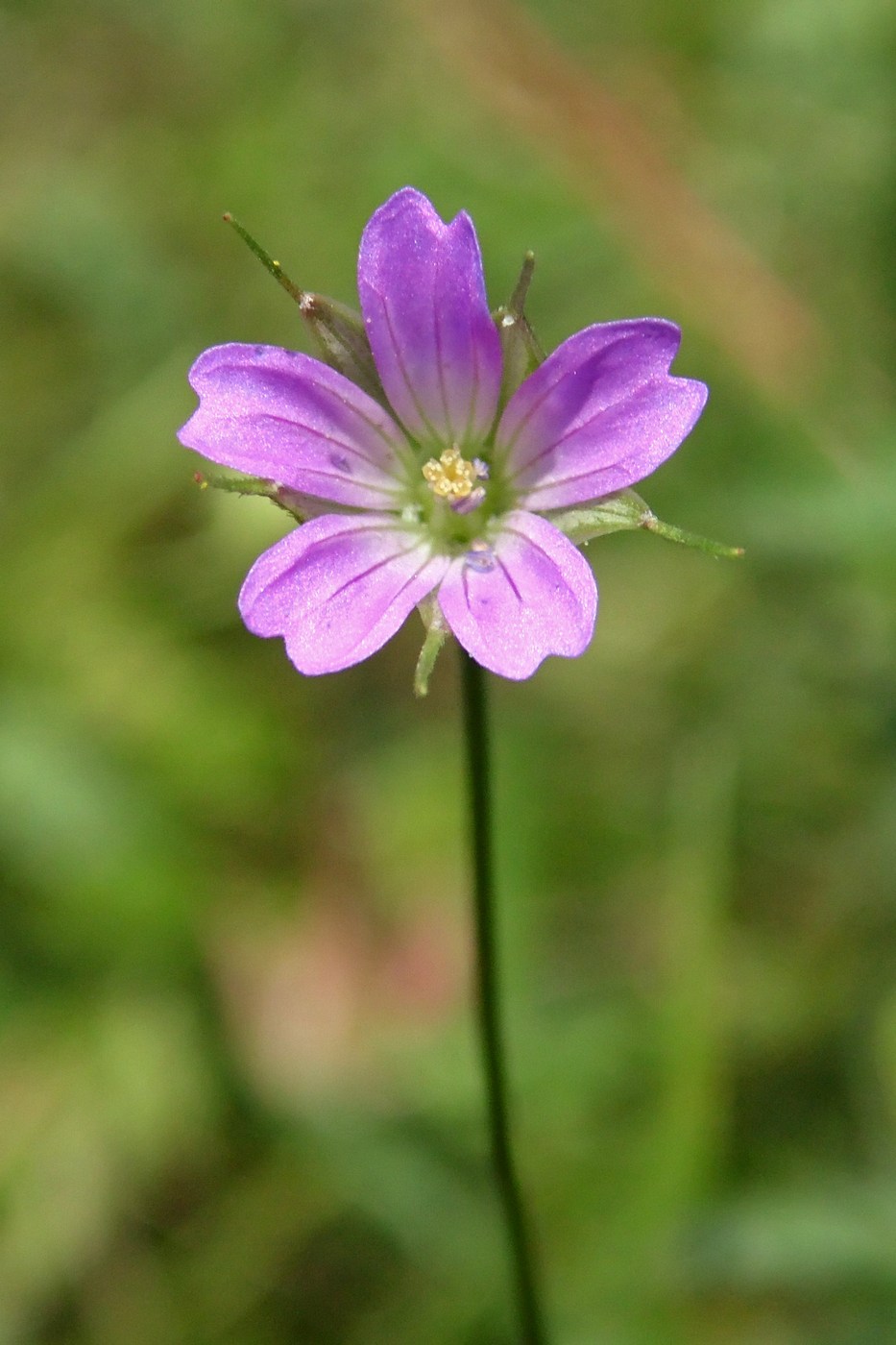 Изображение особи Geranium columbinum.