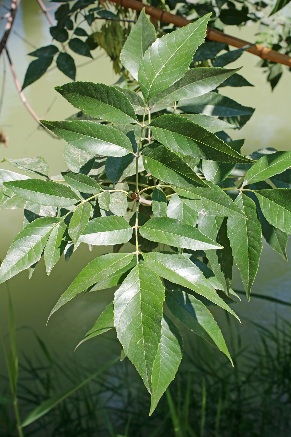 Ясень пенсильванский (Fraxinus pennsylvanica Marsh.)