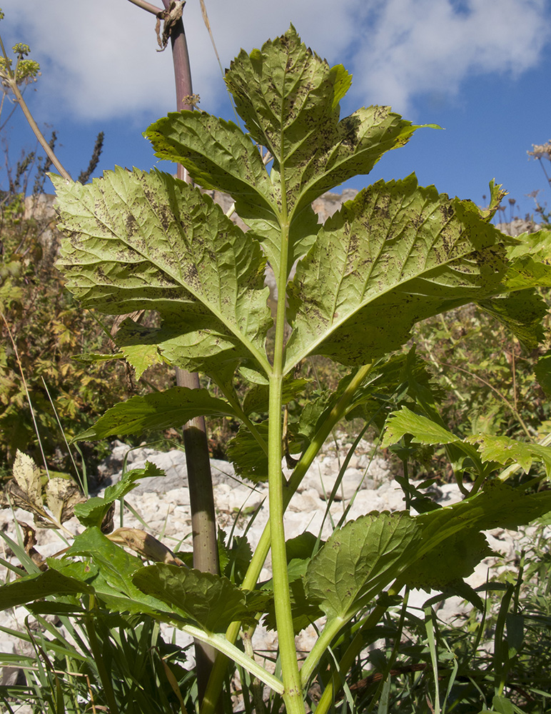 Изображение особи Angelica purpurascens.