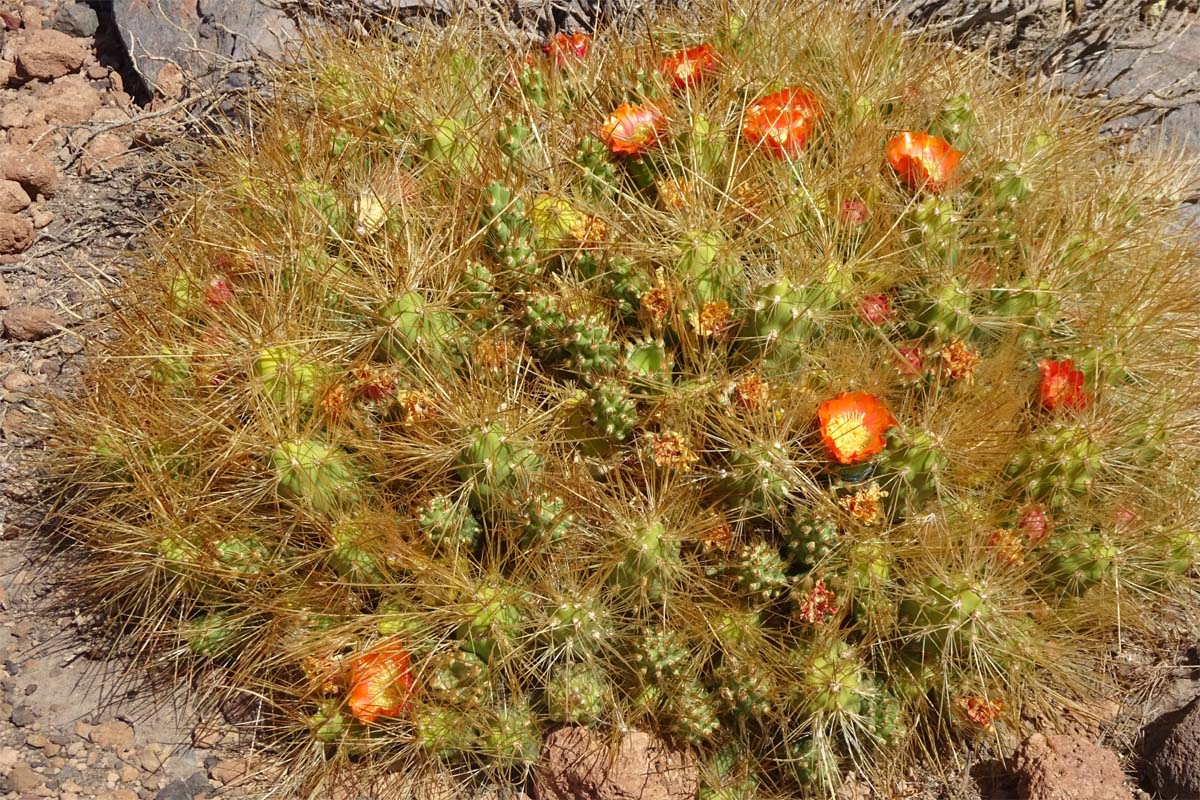 Image of Cumulopuntia boliviana specimen.