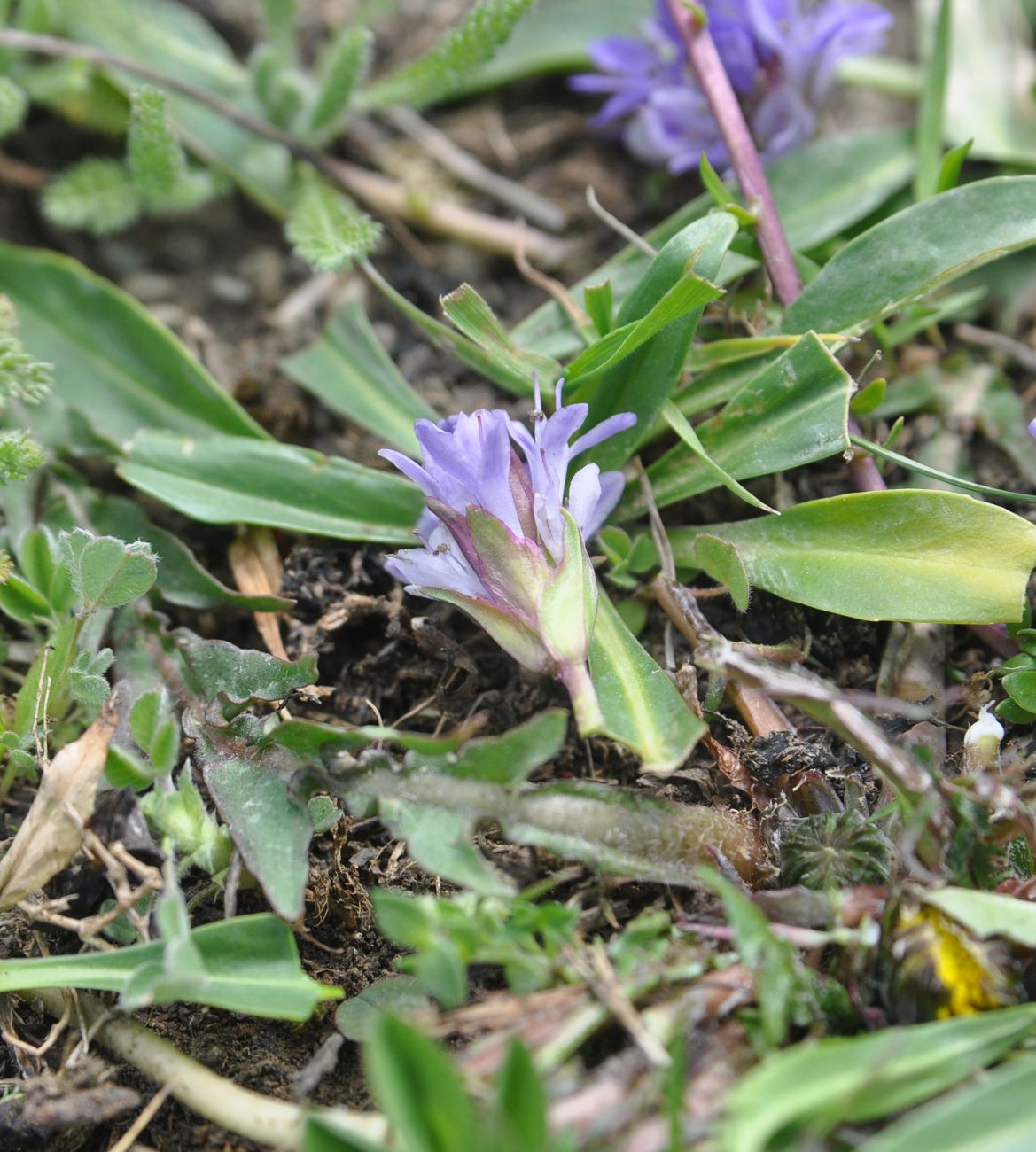 Image of Lagotis stolonifera specimen.