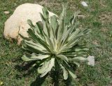 Verbascum songaricum. Розетка листьев молодого растения. Кыргызстан, Иссык-Кульский р-н, Григорьевское ущелье, на въезде. 31.05.2019.