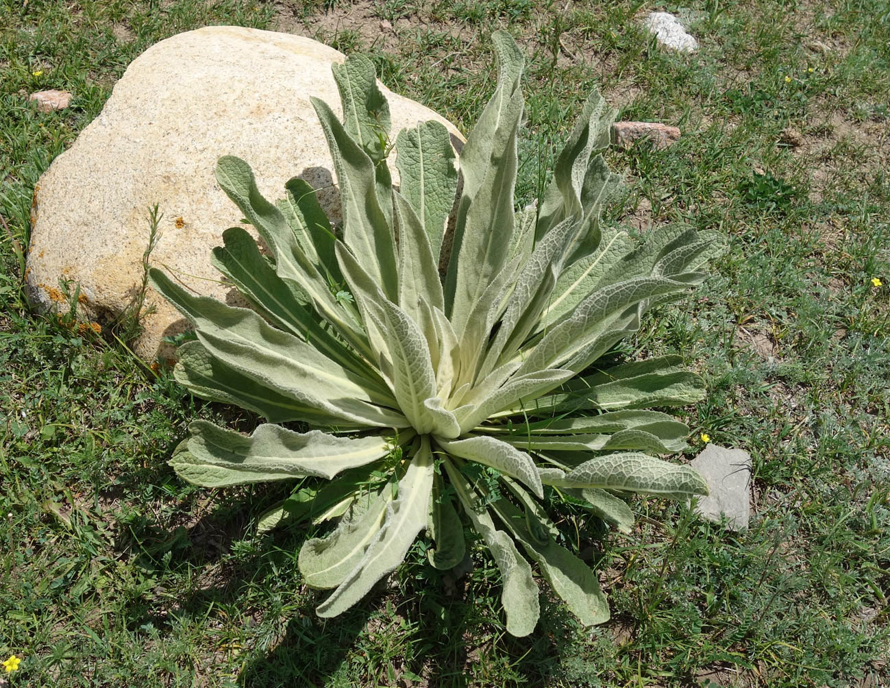 Image of Verbascum songaricum specimen.