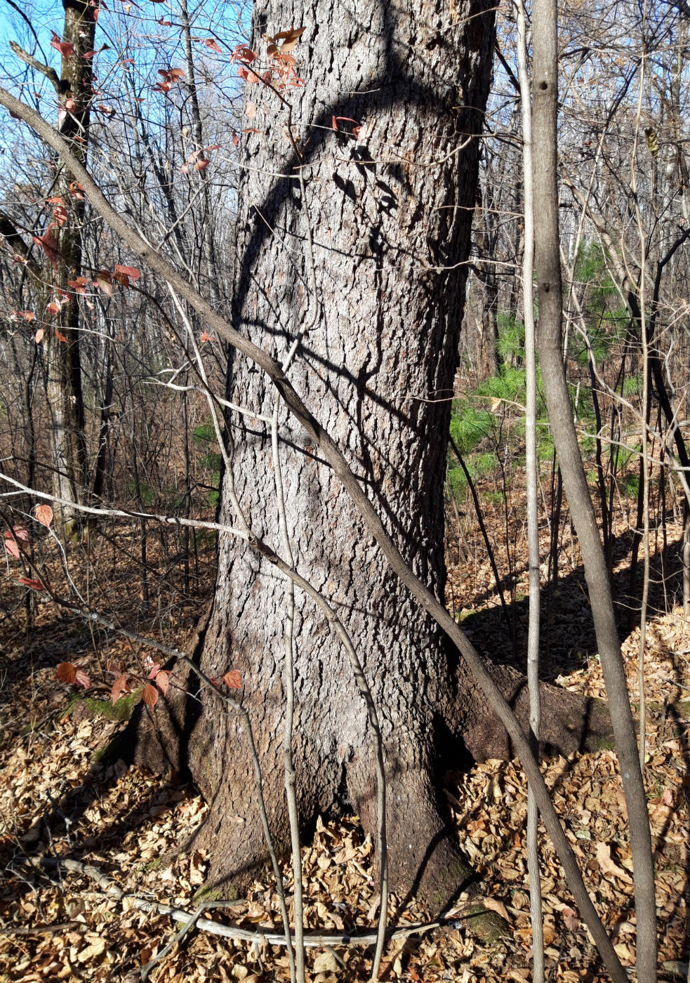 Image of Pinus koraiensis specimen.