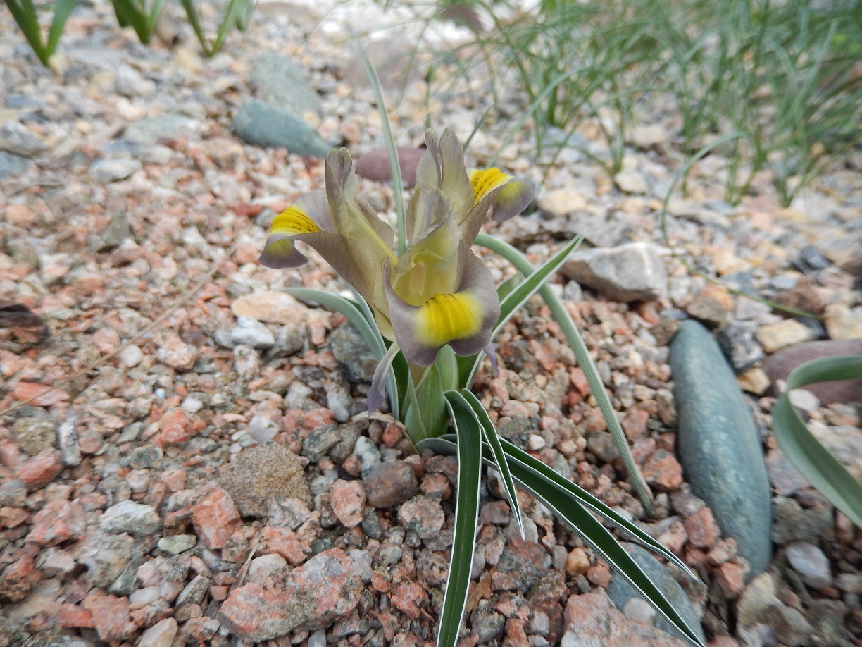 Изображение особи Juno pseudocaucasica.