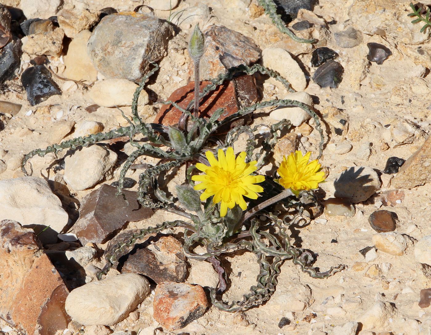 Image of Scorzonera psychrophila specimen.