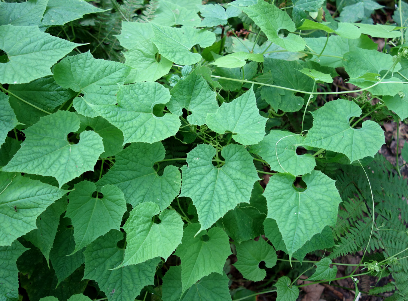 Изображение особи Schizopepon bryoniifolius.