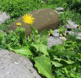 Taraxacum ceratophorum