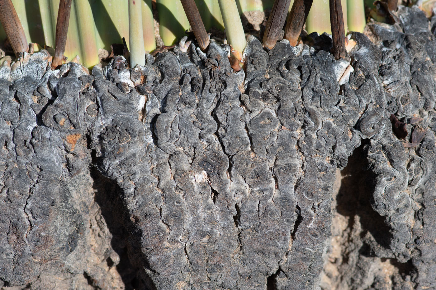 Изображение особи Welwitschia mirabilis.