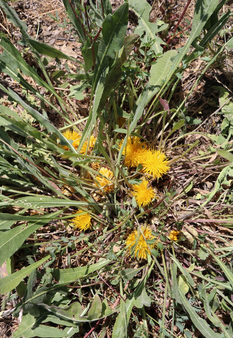 Image of Centaurea rhizantha specimen.