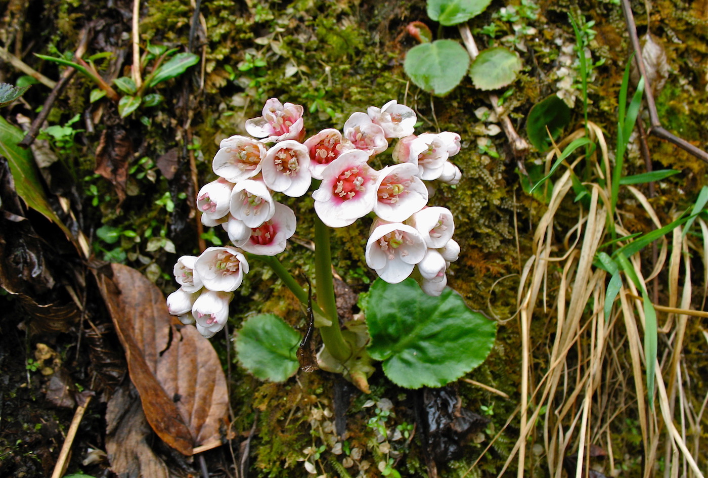 Image of Bergenia ciliata specimen.