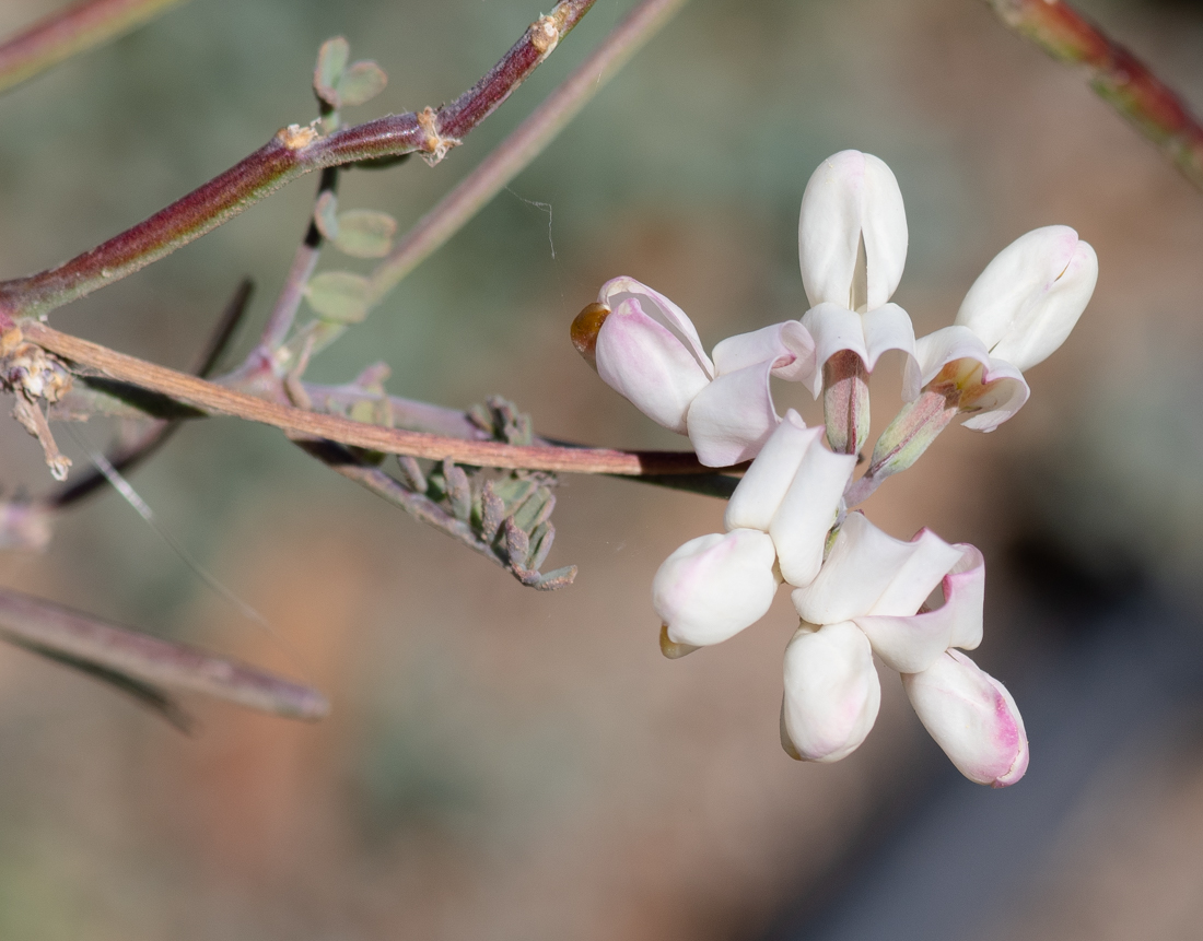 Изображение особи Coronilla viminalis.