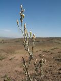 genus Artemisia. Веточка с нераскрывшимися соцветиями. Южный Казахстан, Сырдарьинский Каратау, горы Улькунбурултау, ≈ 850 м н.у.м., останцевая крошка на склоне сев. экспозиции. 15 сентября 2020 г.