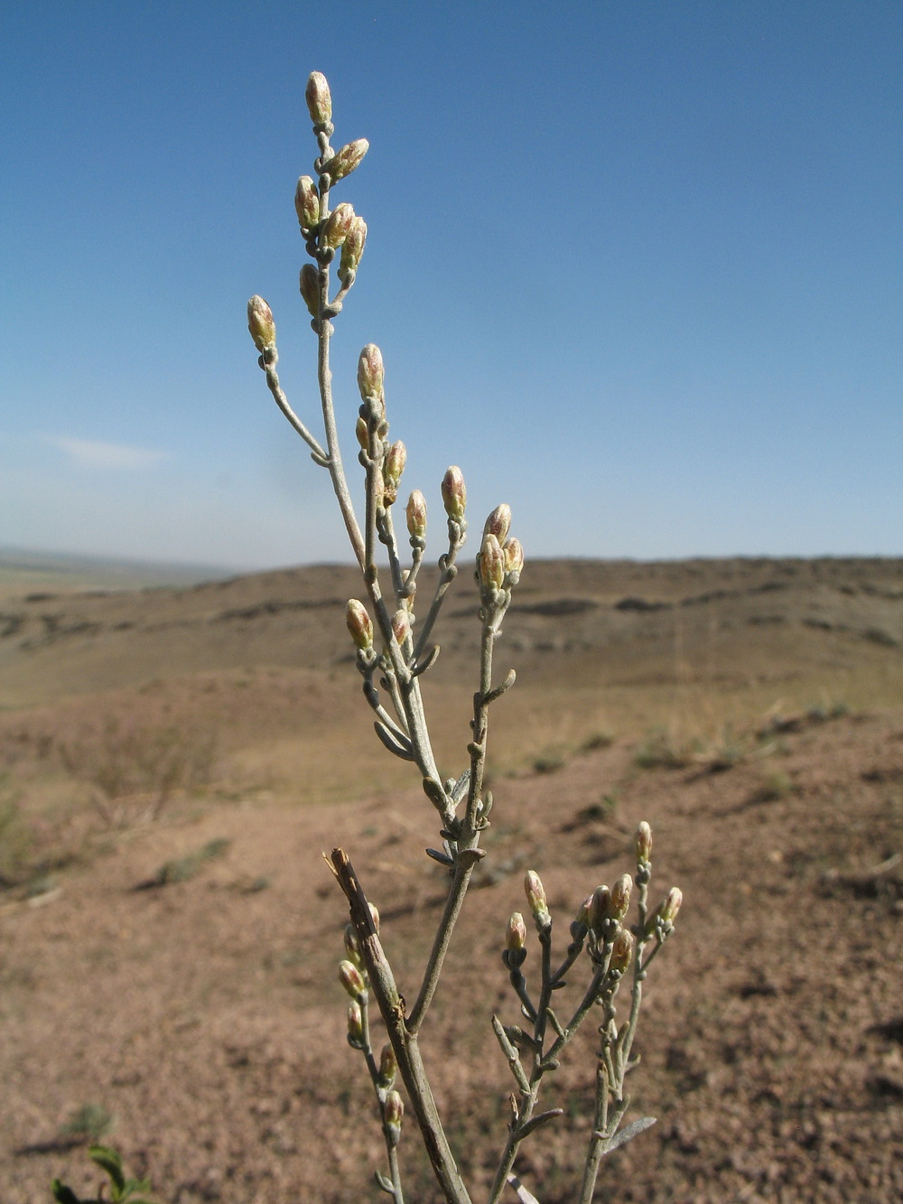 Image of genus Artemisia specimen.