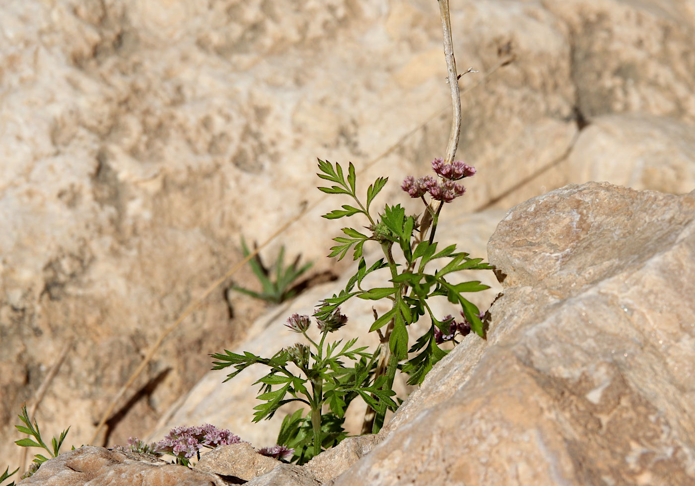 Изображение особи Torilis trichosperma.